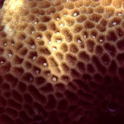Lesser Star Coral, photo 5