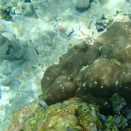Lesser Star Coral, photo 6