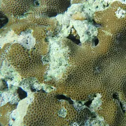 Lesser Star Coral, photo 7