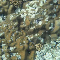 Lesser Star Coral, photo 8