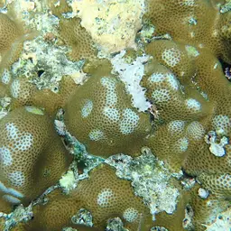 Lesser Star Coral, photo 9