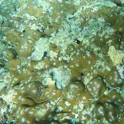 Lesser Star Coral, photo 10