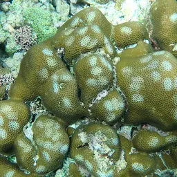 Lesser Star Coral, photo 11