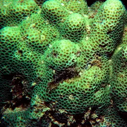 Lesser Star Coral, photo 12