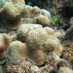 Knob Coral, photo 1