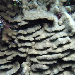 Knob Coral, photo 2