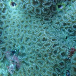 Knob Coral, photo 3