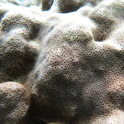 Knob Coral, photo 4