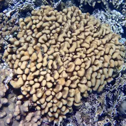 Knob Coral, photo 5