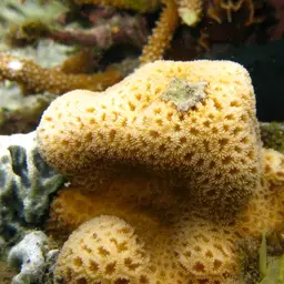 Knob Coral, photo 6