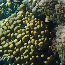 Knob Coral, photo 7