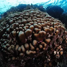Knob Coral, photo 8