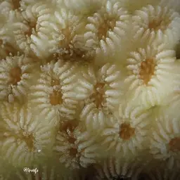 Knob Coral, photo 9