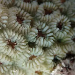 Knob Coral, photo 10