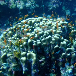 Knob Coral, photo 11