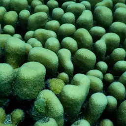 Knob Coral, photo 12