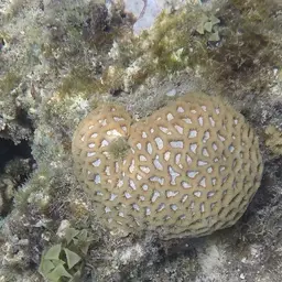 Lesser Star Coral, photo 2