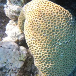 Lesser Star Coral