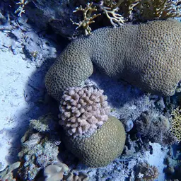 Lesser Star Coral, photo 3