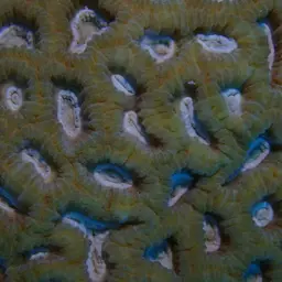 Lesser Star Coral, photo 4