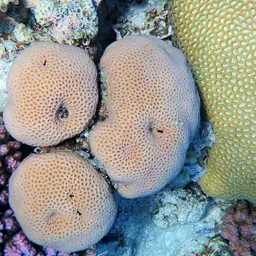 Lesser Star Coral, photo 5