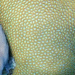 Lesser Star Coral, photo 6