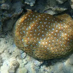 Lesser Star Coral, photo 7