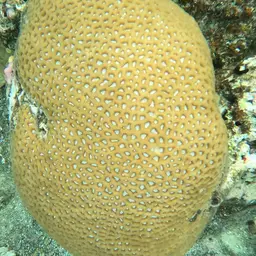 Lesser Star Coral, photo 8