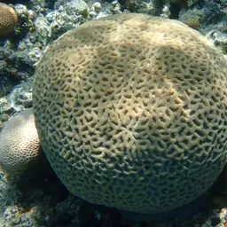 Lesser Star Coral, photo 9
