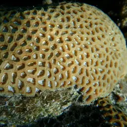 Lesser Star Coral, photo 10