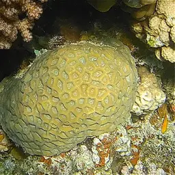 Lesser Star Coral, photo 11
