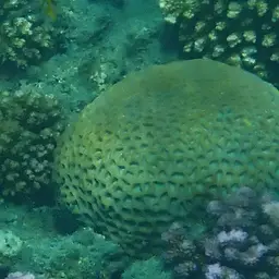 Lesser Star Coral, photo 12