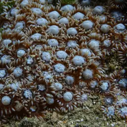 Anemone Coral, photo 2