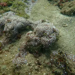 Anemone Coral, photo 3
