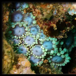 Anemone Coral, photo 4