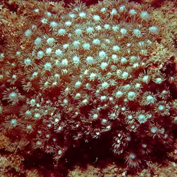 Anemone Coral, photo 5