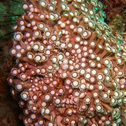 Anemone Coral, photo 6