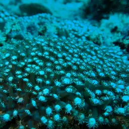 Anemone Coral, photo 7