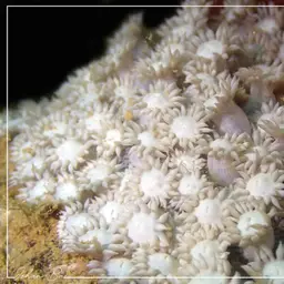 Anemone Coral, photo 8