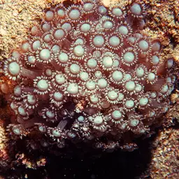 Anemone Coral, photo 9