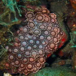 Anemone Coral, photo 10