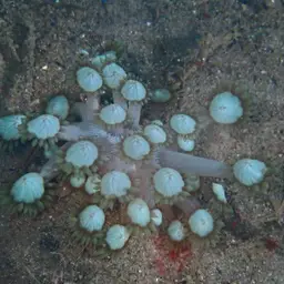 Anemone Coral, photo 12