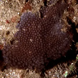 Anemone Coral