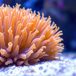 Anemone Coral
