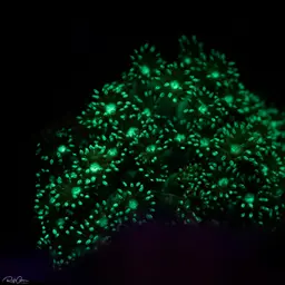 Anemone Coral, photo 2