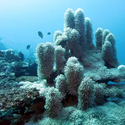 Anemone Coral