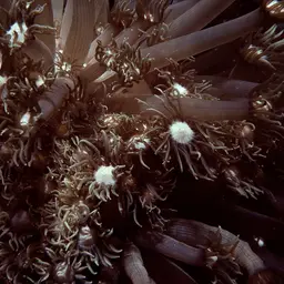 Anemone Coral, photo 3