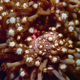 Anemone Coral, photo 4