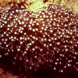 Anemone Coral, photo 5