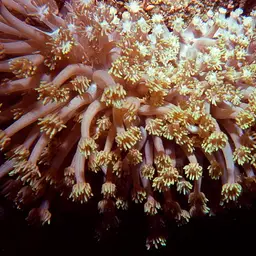 Anemone Coral, photo 6